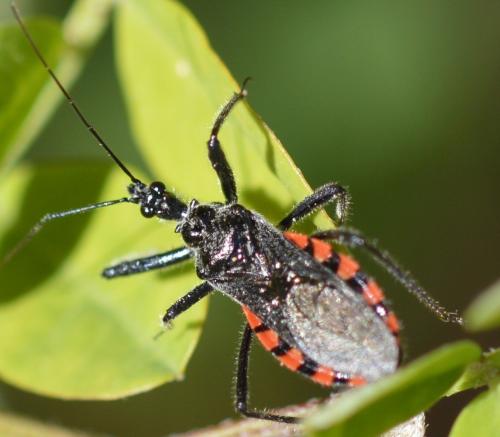 Réf. 252 719 : Sphedanolestes sanguineus